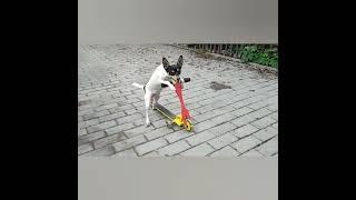 Собака катается на самокате.Самая умная собака ЧипThe smartest dog Chip.A dog on a scooter.