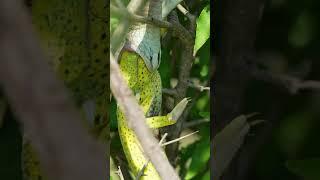 A Boomslang Catches & Eats a Chameleon #shorts #boomslang #snake #chameleon