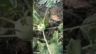 Farm #trending #viralshort #trendingshorts #viral #india #shortvideo