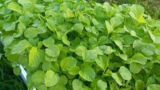 amaranth tricolor planting from seeds  Agriculture Garden