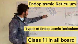 EndoplasmicReticulum  Types Of Endoplasmic structures of Endoplasmic reticulum with Full explanation