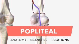 Popliteal Artery - Anatomy Branches & Relations