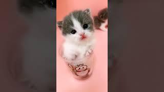 Baby Shark la la la  Cute Kitten  Cute Cat