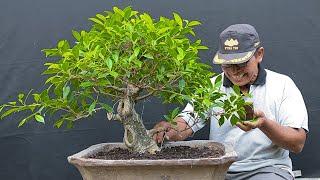 Program Santai dan Pruning Bonsai Beringin