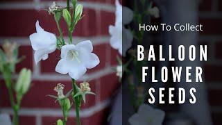 How to save Balloon Flower Seeds  Canadian Gardening