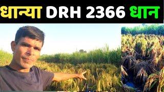 DRH 2366 DHAN. धान की यह किस्म कैसी है? रोग बीमारी पैदावार।