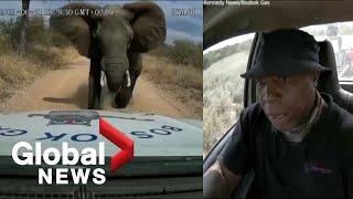 Dashcam video shows moment elephant charges at truck in South Africa