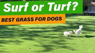 Best Artificial Grass for Dogs