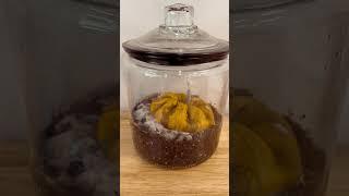 Decomposing pumpkin in jar experiment #experimentscience #scienceexperiments #scienceactivities