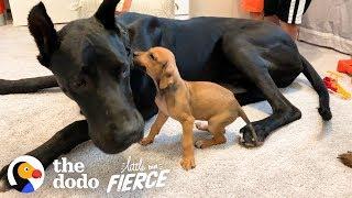 Tiny Scared Puppy Falls In Love With A 120-Pound Great Dane  The Dodo Little But Fierce