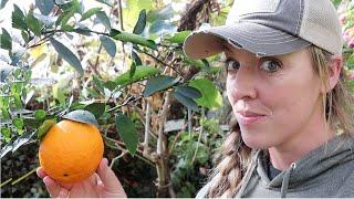 I Learned How to Grow ORANGES in the SNOW from a 89-Year Old Man