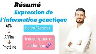 Résumé naaadi expression de l’information génétique  Transcription et Traduction   Mutation