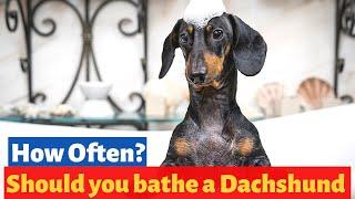 How often should you bathe a Dachshund dog? 