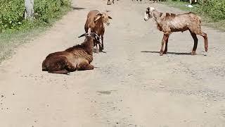 Goat Fighting