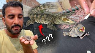 Crocodile Leny Se Mna Hogea Bht Acha Hoa