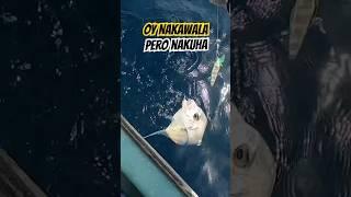 Diamond Trevally on rescue #funnyfish #fishing #funnyvideos #instagram #instaviral