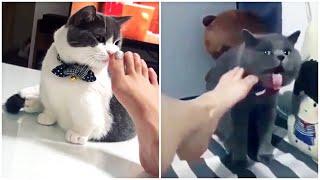 Funny Cats Reaction to Smelling Owners Foot  Compilation 2019