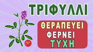 Το Τριφύλλι Θεραπεύει & Φέρνει Γούρι