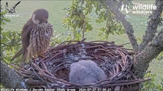 Dorset Nest Falco subbuteo Kobuz - Kolacja jedynaka 27072024