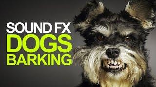 DOGS BARKING  Sound Effects High Quality