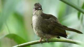 Really fascinating watching an Olive-winged Bulbul drying its feathers @ Singapore Zoo