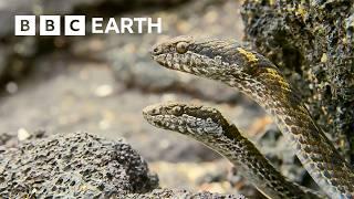 Greatest Fights in the Animal Kingdom Part 3  BBC Earth