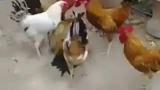 HAH - ayam ini di perkosa rame rame sampai mati