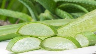 KANNADA Benefits and Uses of Aloe Vera