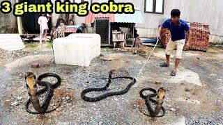 10 minutes of danger successfully rescued 2 girls attacked by giant king cobras