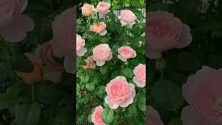 Beautiful rose garden will make you happy