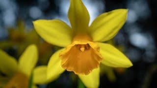 Waldblumen - Schneeglöckchen Narzissen Immergrün