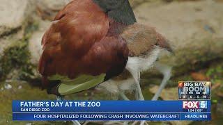 Wattled Jacana Chicks Nestle Under Their Father’s Wing at San Diego Zoo