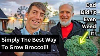 Harvesting a Monster Broccoli No Weeding Just Growing