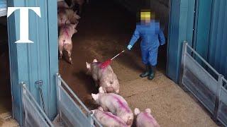 Undercover footage at Morrisons abattoir shows staff striking pigs