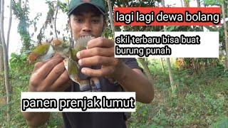 coba trik ini pikat prenjak lumut paling ampuh