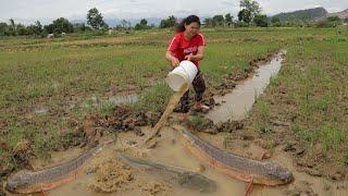 Fishing video-Catch fish in small canals in the fields