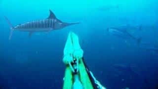 Blue Water Spearfishing Pesca Sub com Diego Santiago