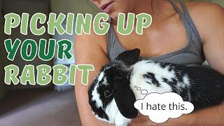 How To Pick Up A Rabbit  What if your rabbit hates it?