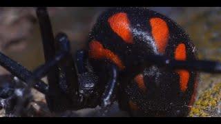 Wild Italy - Trappole e agguati Documentario