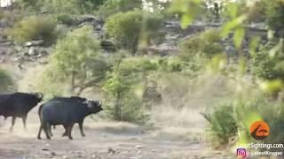 Buffalo rescue baby elephant from lions buffet