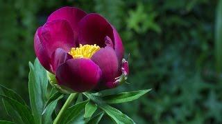 Assistez à léclosion dune superbe Pivoine - Peony Timelapse