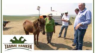 Tamme rettet Pferd vor der Schlachtung  Tamme Hanken  Kabel Eins