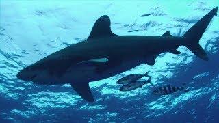 Hammerhead Sharks Galapagos Sharks Reef Sharks Whale Sharks  Bull Sharks Nurse Sharks