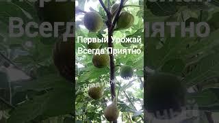 Отличные сорта #инжира Ссылки в описании