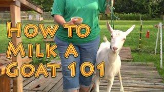 How to Milk a Goat 101