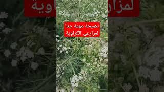 نصيحة مهمة جدا لمزراعى الكراوية خلال مرحلة التزهير والعقد #لاتنسوا_الاشتراك_في_القناة_وتفعيل_الجرس