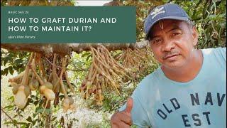 Learn the basic on how to GRAFT DURIAN and how to maintain it?