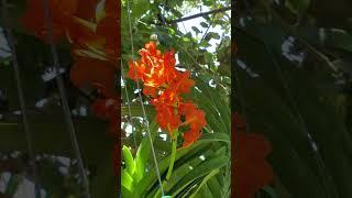 2 of my smaller Vanda Orchids in bloom. Also had a Swallowtail Butterfly in the yard.