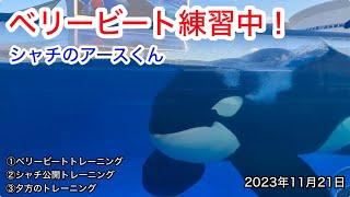 ベリービート練習中！シャチのアースくん【名古屋港水族館】2023年11月21日　シャチ公開トレーニング・夕方のトレーニング