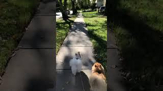 My Adorable Pomeranians Morning Walk